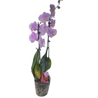 Orchidee naturel