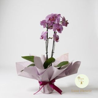 Orchidee pink naturel