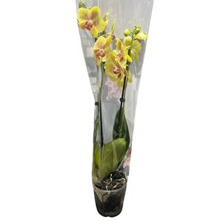 Orchide
