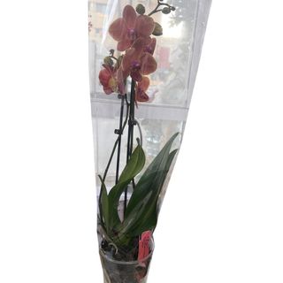 Orchidee naturel
