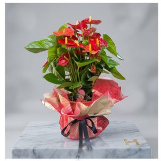 Red Anthurium XL