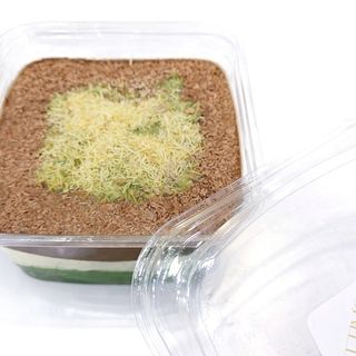 Kachtota kunafa pistache