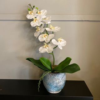 My orchid