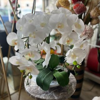 Orchidée Blanche - Pureté et Sophistication