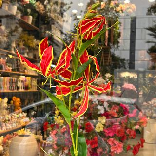 Gloriosa Royale Tige Artificielle