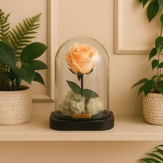 Rose Éternelle Saumon 15cm×10 cm