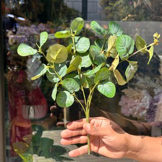 feuillage Eucalyptus