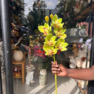 Cymbidium Élégance Artificielle