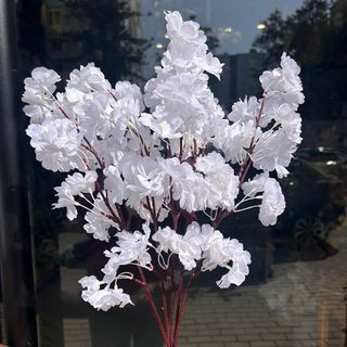 Branche Sakura Blanche