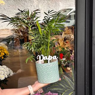 Chamaedorea avec pot Pour Papa