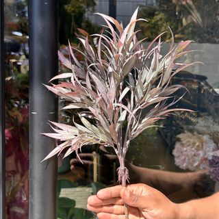 feuillage de folhagens