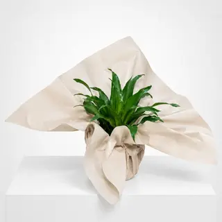 Dracaena Compacta en emballage cadeau