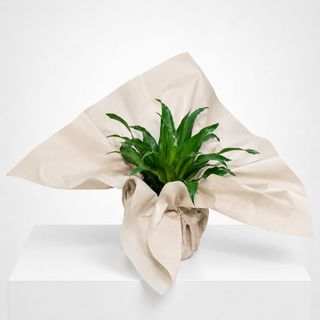 Dracaena Compacta en emballage cadeau