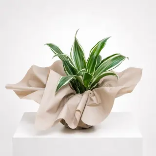 Dracena Dremensis P9