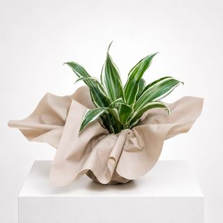 Dracena Dremensis P9