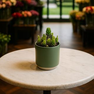 Cactus Vert Élégant avec pot