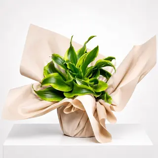 Dracaena Lemon en emballage cadeau