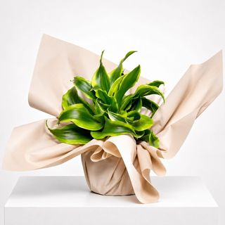 Dracaena Lemon en emballage cadeau