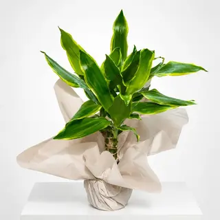 Dracaena fragrans en emballage cadeau