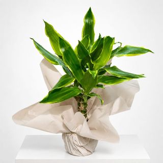 Dracaena fragrans en emballage cadeau