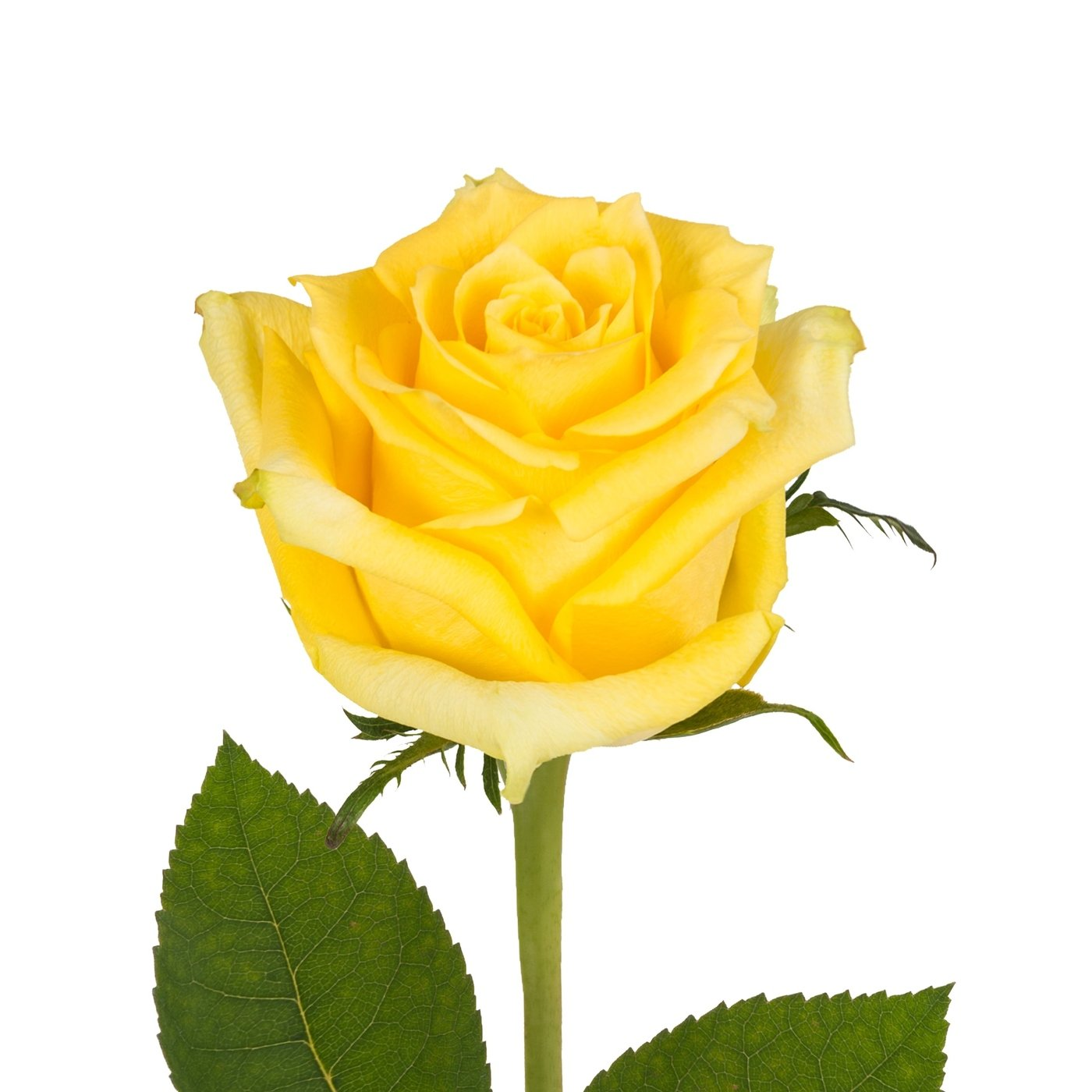 Composer un Bouquet