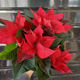 Etoile de Noël poinsittia