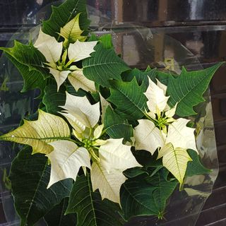 Etoile de Noël Blanc