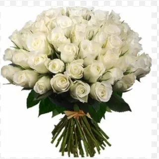 100 Roses Blanches 