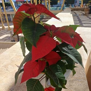 Ètoile de Noël poinsittia