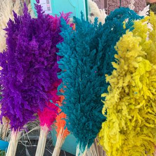 5 pièces fleurs séchées 