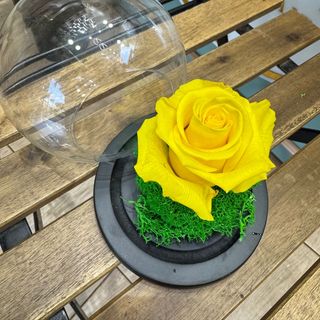 Golden Yellow Eternal Rose in Glass Dome