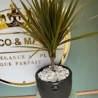 Exotic Areca Palm in Black Pebble Pot