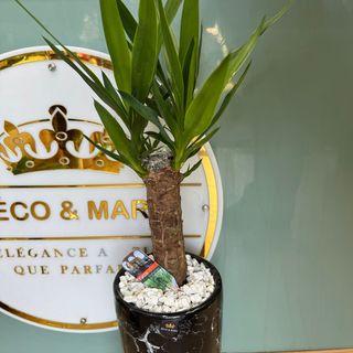 Striking Yucca elephantipes in Black Marble Pot