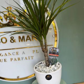 Stylish Dracaena marginata in White Pebble Pot