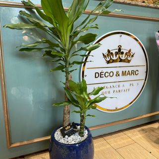 Elegant Dracaena fragrans in Blue Marble Pot