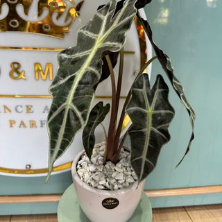 Exotic Alocasia amazonica in White Pebble Pot