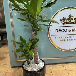 Elegant Dracaena fragrans in Black Marble Pot