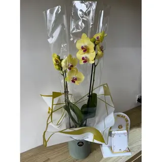 Orchidée Jaune