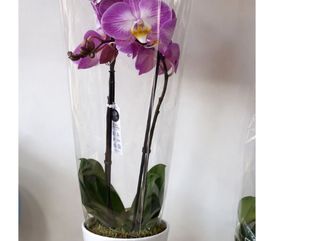 Plante Orchidée 2 tiges Rose & Violet