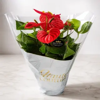 Plante D'anthurium Taille L