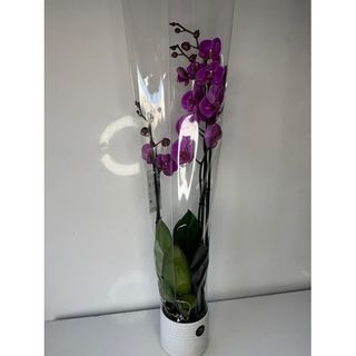Orchidée Violette