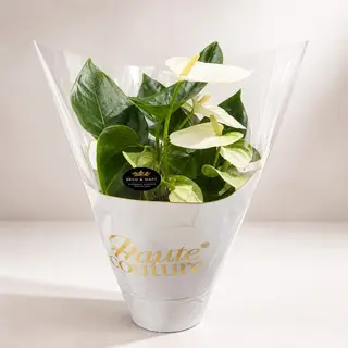 Plante D'Anthurium Taille L - Blanc