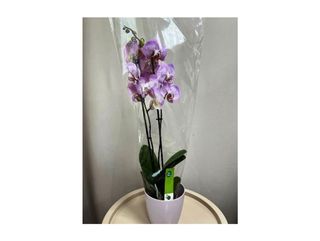 Plante Orchidée Phalaenopsis 2 Tiges Violette