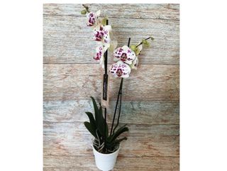 Plante Orchidée Phalaenopsis 2 Tiges Blanc Pourpre