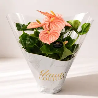 Plante D'Anthurium Taille L - Saumon