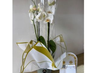 Plante Orchidée 2 tiges Blanc