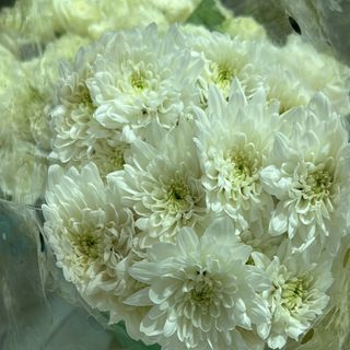 Bouquet des chrysanthèmes avec emballage
