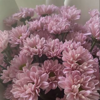 Le beau rose الوردي