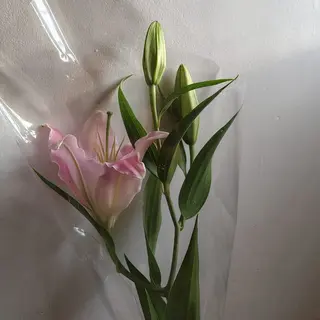 Le rose