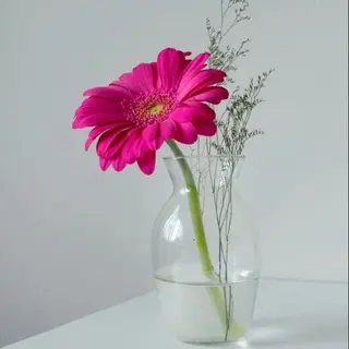 Le rose
